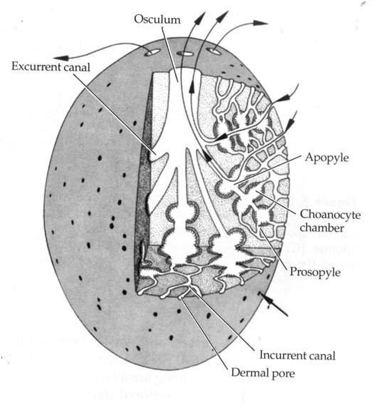 figure image